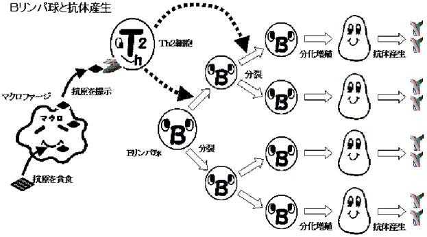 Bリンパ球と抗体産生